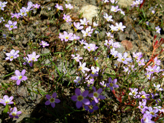 Backpacking, wild flower, purple, unidentified, Mount Reba, Stanislaus National Forest, Mokelumne Wilderness